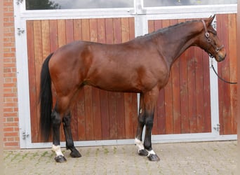 Westfalisk häst, Valack, 4 år, 179 cm, Brun