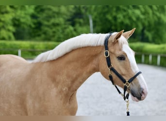 Westfalisk häst, Valack, 5 år, 152 cm, Palomino