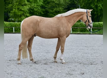 Westfalisk häst, Valack, 5 år, 152 cm, Palomino