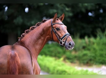 Westfalisk häst, Valack, 5 år, 162 cm, fux