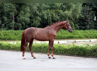 Westfalisk häst, Valack, 5 år, 162 cm, fux