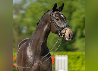 Westfalisk häst, Valack, 5 år, 162 cm, Rökfärgad svart