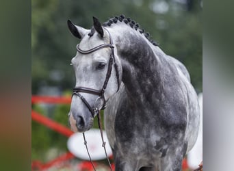 Westfalisk häst, Valack, 5 år, 164 cm, Grå