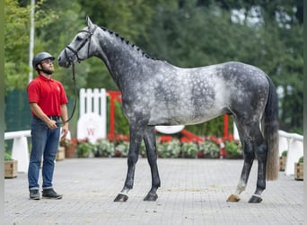 Westfalisk häst, Valack, 5 år, 164 cm, Grå