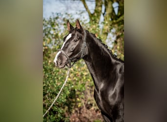Westfalisk häst, Valack, 5 år, 164 cm, Svart