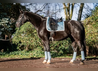 Westfalisk häst, Valack, 5 år, 164 cm, Svart