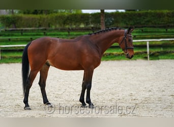 Westfalisk häst, Valack, 5 år, 165 cm, Brun