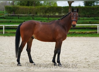 Westfalisk häst, Valack, 5 år, 165 cm, Brun