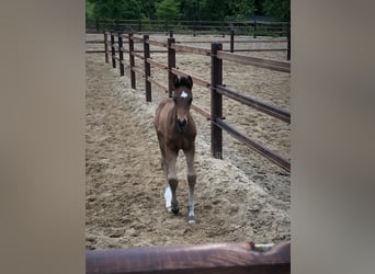 Westfalisk häst, Valack, 5 år, 165 cm, Mörkbrun