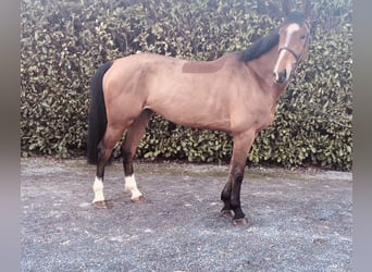 Westfalisk häst, Valack, 5 år, 166 cm, Brun