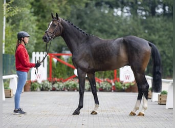 Westfalisk häst, Valack, 5 år, 167 cm, Mörkbrun