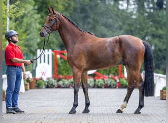 Westfalisk häst, Valack, 5 år, 168 cm, Brun