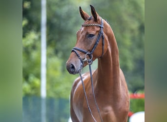 Westfalisk häst, Valack, 5 år, 168 cm, Brun