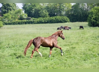 Westfalisk häst, Valack, 5 år, 168 cm, Fux