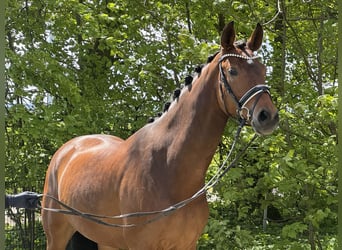 Westfalisk häst, Valack, 5 år, 169 cm, Brun