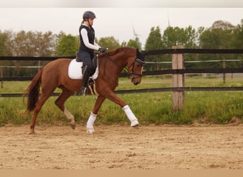 Westfalisk häst, Valack, 5 år, 170 cm, Fux