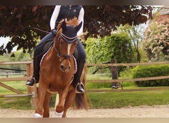 Westfalisk häst, Valack, 5 år, 170 cm, Fux