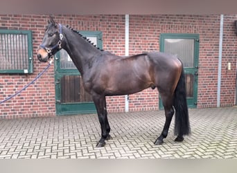 Westfalisk häst, Valack, 5 år, 170 cm, Mörkbrun