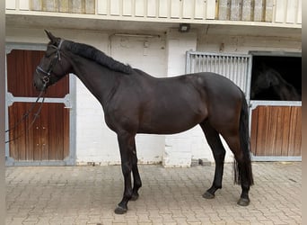 Westfalisk häst, Valack, 5 år, 170 cm, Rökfärgad svart