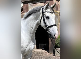 Westfalisk häst, Valack, 5 år, 171 cm, Grå