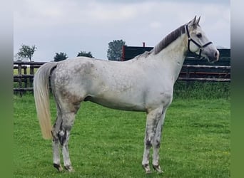 Westfalisk häst, Valack, 5 år, 171 cm, Grå