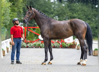 Westfalisk häst, Valack, 5 år, 171 cm, Mörkbrun