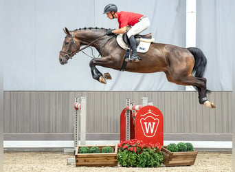 Westfalisk häst, Valack, 5 år, 171 cm, Mörkbrun