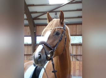 Westfalisk häst, Valack, 5 år, 172 cm, fux