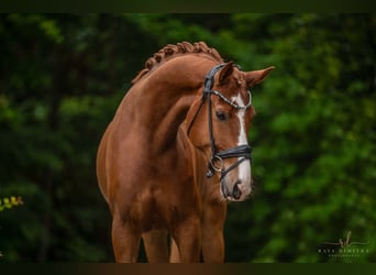 Westfalisk häst, Valack, 5 år, 174 cm, fux