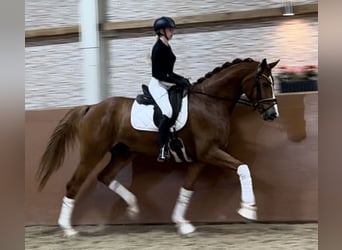 Westfalisk häst, Valack, 5 år, 174 cm, fux