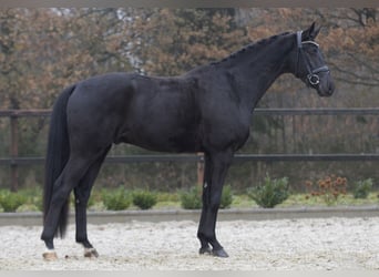 Westfalisk häst, Valack, 5 år, 174 cm, Svart