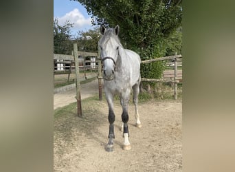 Westfalisk häst, Valack, 5 år, 175 cm, Grå