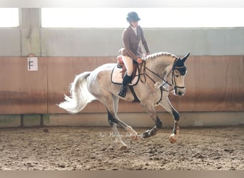 Westfalisk häst, Valack, 5 år, 176 cm, Grå