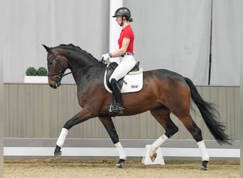 Westfalisk häst, Valack, 5 år, 176 cm, Mörkbrun