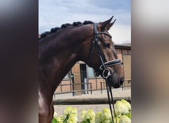 Westfalisk häst, Valack, 5 år, 178 cm, Mörkbrun