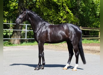 Westfalisk häst, Valack, 5 år, 178 cm, Svart