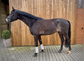 Westfalisk häst, Valack, 5 år, 179 cm, Mörkbrun