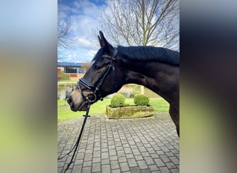 Westfalisk häst, Valack, 5 år, 179 cm, Mörkbrun