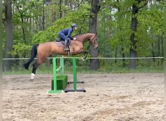 Westfalisk häst, Valack, 5 år, Brun