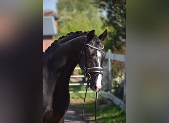 Westfalisk häst, Valack, 6 år, 164 cm, Svart
