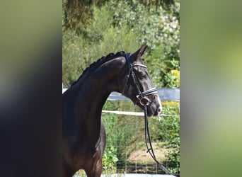 Westfalisk häst, Valack, 6 år, 164 cm, Svart