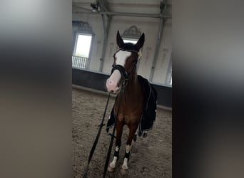 Westfalisk häst, Valack, 6 år, 165 cm, Brun