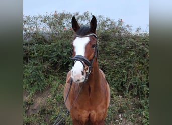 Westfalisk häst, Valack, 6 år, 165 cm, Brun