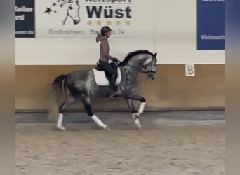 Westfalisk häst, Valack, 6 år, 165 cm, Gråskimmel