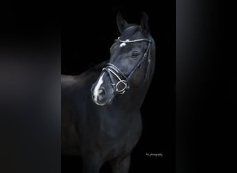 Westfalisk häst, Valack, 6 år, 165 cm, Svart