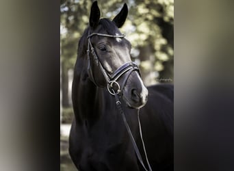 Westfalisk häst, Valack, 6 år, 165 cm, Svart
