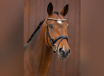 Westfalisk häst, Valack, 6 år, 166 cm, Brun