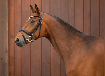 Westfalisk häst, Valack, 6 år, 166 cm, Brun