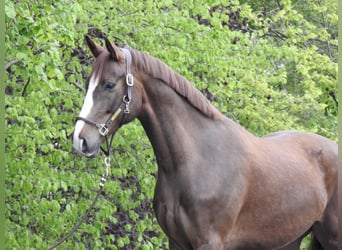 Westfalisk häst, Valack, 6 år, 166 cm, Fux