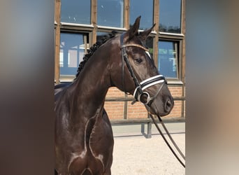 Westfalisk häst, Valack, 6 år, 166 cm, Svart